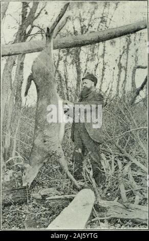 Asta e pistola . camp sul nostro viaggio di ritorno,ero stanco morto. Un avvio anticipato su Wednes-giorno mattina ci ha mostrato thecreeks, paludi e riverswere congelate, causando il deerto modificare i loro corsi. Ap-parently il cervo era a nord finoal aperto sul lago e abbiamo avuto nosuccess. Giovedì i cani againgave linguetta come presto come sette e mezza.Essi sono stati sulle colline a ovest andsoon iniziato cervi. Il dilettante, whoseemed per essere il più fortunato di HAV-ing deer run per lui era la prima diaprire procedimento mediante cottura di quattro scatti ata doewhich grande ricerca di proiettili cometoo vicino ruotato indietro; dopo un altro livelyrun su h Foto Stock