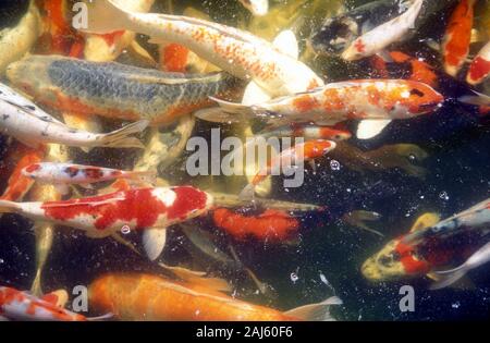 SCUOLA DI CARPA GIAPPONESE KOI IN GARDEN POND, AUSTRALIA Foto Stock