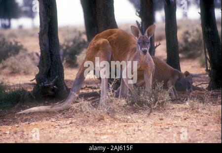 Due grandi canguri rossi nel bush australiano, rurale del Nuovo Galles del Sud, Australia. Foto Stock