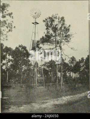 Spighe nella cultura delle api . Una striscia di grano saraceno in A. I. radici Florida casa. Vedi pagina 593. Mantenere eccedenza traslochi coperti e proteggi-ed di briganti, con la sliifting foundin tutti gli apiari. Se più di due pettini-miele superswere impilate su alveari ci ad alte luci verrebbe il pericolo che essi avrebbero ribaltarsi;. A. I. radici iii)i.linill, serbatoio, e la torre in Florida. ma fanno le api poco qualsiasi lavoro in un pettine-miele sujjer tljree storie alto, e essere-lati, quali il miele deve essere rimosso assoon come finita, ad essere bello e bianco.L'estrazione-super, invece di impostare offat un angolo come il pettine-supers del miele Foto Stock