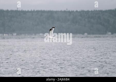 Vista laterale di un Mew Gull che si eleva sopra il Puget Sound a Washington Foto Stock
