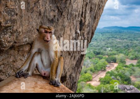 Scimmia macaque toque a Sigirya / Sri Lanka Foto Stock