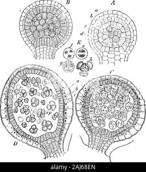 Il carbone; la sua storia e usa . Fig. 11. Selaginella. Un, fertile ramo (uno-mezza dimensione naturale). B, apex inlongitudinal sezione, microspore del cuscinetto sul lato sinistro e macrosporeson destra (ingrandita). Da Sachs botanica. Specie di inglese (Lycopodium Selago) sono nearlyuniform con loro e la parte superiore del cono,che porta sporangia, è in questa specie difficilmente distin-guishable in apparenza dal resto. In ourother Lycopodiums le foglie fertili sono raggruppati insieme impianti a carbone. 101 in separati coni, whicli differiscono dagli sterili branchesin forma e dimensioni (somigliante a gio Foto Stock