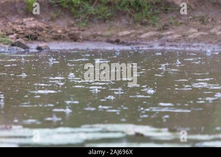 Le gocce di pioggia caduta su una piscina o una pozza d'acqua in natura nel selvaggio del Sud Africa durante la pioggia stagionale Foto Stock