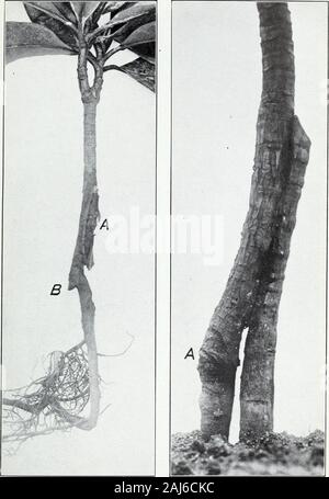 La piantina-'Inarch e infermiere-vegetali metodi di propagazione . Mangosteen Piantina Inarched di Garcinia Tinctoria, Infermiere impianto.(molto ridotto.) Bui. 202, Ufficio di presidenza di impiantistica industriale, U. S. Dipartimento di Agricoltura. Piastra VIII.. Fig. 1.-Inarched Mangosteen Reestab-sce il proprio sistema di radice. Fig. 2.-Mangosteen sviluppando RootAfter Inarching. Lug. 202, Bureau dell'impiantistica industriale, U. S. Dipartimento di Agricoltura. Piastra IX. Foto Stock