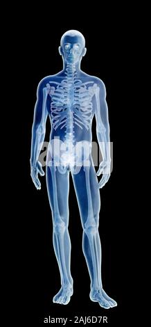 3D render illustrazione del corpo umano xray Foto Stock