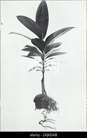 La piantina-'Inarch e infermiere-vegetali metodi di propagazione . Fig. 2.-Inarching Il Mangosteen dail Nurse-Plant metodo. 5u!. 202, Ufficio di presidenza di impiantistica industriale, U. S. Dipartimento di Agricoltura. Piastra VII.. Mangosteen Piantina Inarched di Garcinia Tinctoria, Infermiere impianto.(molto ridotto.) Bui. 202, Ufficio di presidenza di impiantistica industriale, U. S. Dipartimento di Agricoltura. Piastra VIII. Foto Stock