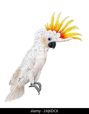 Cockatoo illustrazione digitale isolato Foto Stock