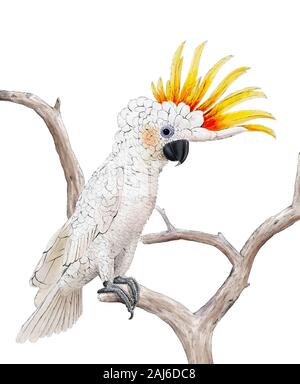 Cockatoo illustrazione digitale isolato Foto Stock