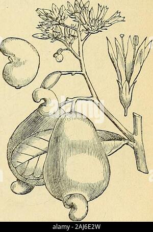 Il tesoro di botanica: un dizionario popolare del regno vegetale; con il quale è incorporato un glossario di termini botanici . oth andsouth a nord dell'equatore, ma non noto a oc-cur in Australia. Pistacia,e alcuni kindsof Bhxis, abitano le latitudini temperate.Tra i prodotti dell'ordine sono theMango frutto e che chiama in WestIndies il maiale prugna; i dadi namedPistachios e anacardi, il nero Varnishof Burmah e altrove, Mastich, Fustic,&C. Queste vernici sono estremamente acre,e produrre conseguenze pericolose topersons che li utilizzano ingenuamente. SeeMelanoeehcea, Mangifeea, Foto Stock