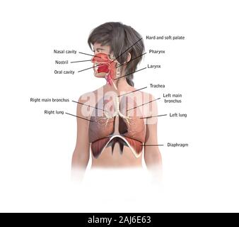 3D render di una femmina sistema respiratorio Foto Stock