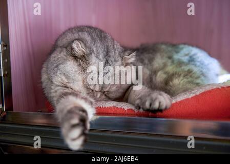Un gatto shorthair inglese gradiente dorme argento Foto Stock