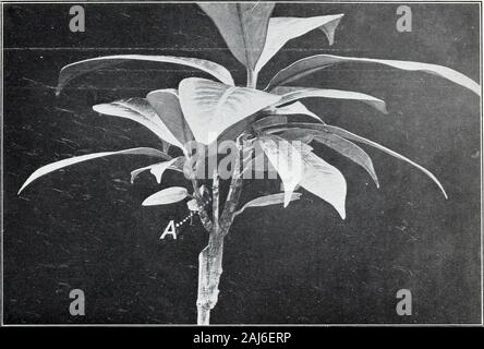 La piantina-'Inarch e infermiere-vegetali metodi di propagazione . Fig. 2.-banco della nuova Inarched Mango. Lug. 202, Bureau dell'impiantistica industriale, U. S. Dipartimento di Agricoltura.. Piastra VI.. Fjg. 1.-malaticcio Mangosteen ripristinato per la salute da Inarching. Foto Stock