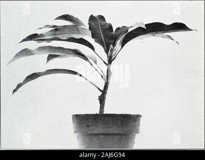 La piantina-'Inarch e infermiere-vegetali metodi di propagazione . Fig. 1.-Inarched Mango dopo essere stato separato dalla struttura principale.. Fig. 2.-Neo Inarched Mango in pentola. 202, Ufficio di presidenza di impiantistica industriale, U. S. Dipartimento di piastra informazioni agrico V. Foto Stock