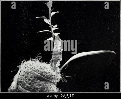 La piantina-'Inarch e infermiere-vegetali metodi di propagazione . Fig. 1.-Citrus Australasica, frutto di due anni dopo la germinazione del seme. Fig. 2.-Citrus Australasica x C. mitis, cresciuto da frutta mostrato in figura 1 Bui. 202, Ufficio di presidenza di impiantistica industriale, U. S. Dipartimento di Agricoltura. Piastra Foto Stock