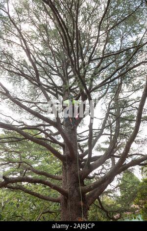 Arborista tree climbing, alto viz Foto Stock