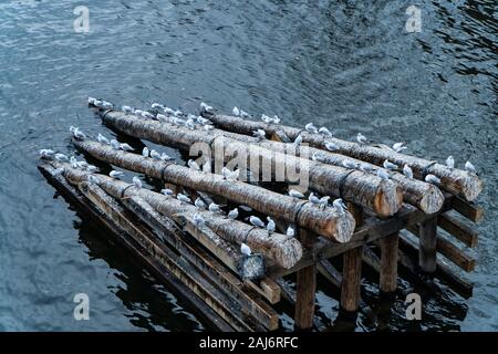 Molti gabbiani sedersi sulle travi di legno sul fiume Foto Stock