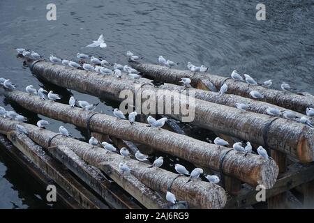 Molti gabbiani sedersi sulle travi di legno sul fiume Foto Stock