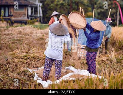 Il riso dal campo in rattan di armatura il vassoio con il contadino con le mani in mano. Concept food per la salute, la Giornata mondiale dell'alimentazione. L'alimentazione e l'agricoltura. Stagione di raccolto. Riso m Foto Stock