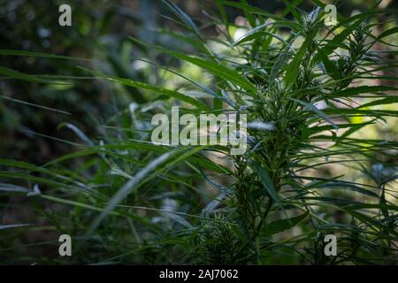 Il verde di piante medicinali fioritura di cannabis a sfondo sfocato close up Foto Stock