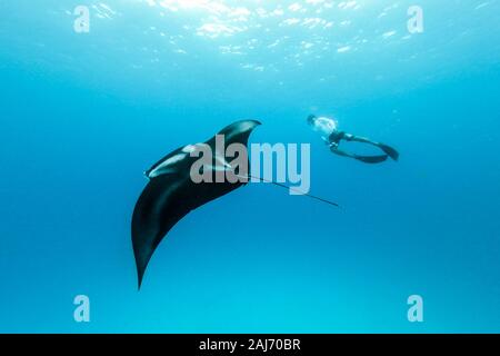 Vista subacquea del gigante hovering oceanic manta ray, Manta Birostris , e uomo free diving in blu oceano. La visione di mondo sottomarino durante l avventura Foto Stock