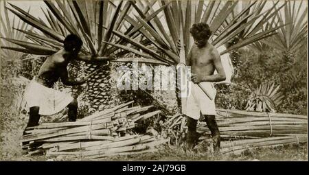 Scene di mietitura del mondo . L'Agave il taglio delle foglie di Sisal )ne cento tuxntv-UI. Fasci di foglie di Sisal Foto Stock