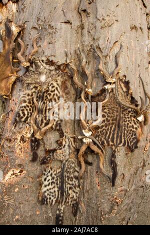 Pelle e corna di animali cacciati dai cacciatori delle tribù Hadzabe, un gruppo etnico indigeno nella Tanzania centro-settentrionale Foto Stock