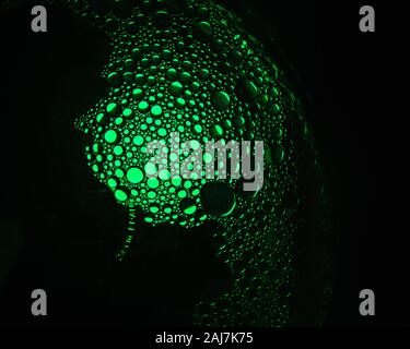 Le goccioline di olio da una miscela di acqua e olio di oliva illuminato con lampadina colorata con sfondo scuro Foto Stock