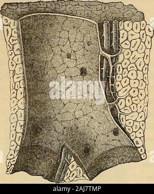 Manuale di istologia umana . hen ha detto che esse sono seatedupon i rami del hepaticvein, come le foglie sulla loro levetta.Infatti troviamo, se un smallbranch della vena epatica essere slitup, (fig. 218, b b b) che è circondato su tutti i lati da thehepatic lobuli e riceve una singola vena da ciascuno in modo che theyactually sembrano essere collegati ad essa da brevi peduncoli. Nowsince questo avviene esattamente nello stesso modo da theveins di moderate dimensioni fino a intra-vene lobulare, thehepatic vene e dei lobuli possono, non senza ragione, essere comparedto un albero i cui rami sono così numerosi e s Foto Stock