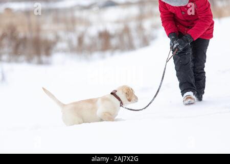 Passeggiate invernali con animali domestici Concetto di immagine. Active labrador cane che corre nella neve profonda. Foto Stock
