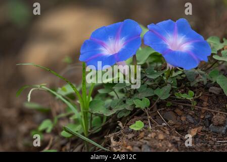 Blu brillante e malva gloria di mattina fiori - Ipomoea indica - fotografato sulla costa nord nella provincia di KwaZulu-Natal, Sud Africa Foto Stock