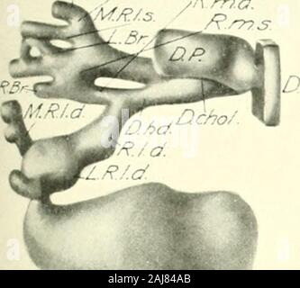 Il giornale americano di anatomia . f.Rjn.s., mediale mediale sinistro L.Br., ramo di sinistra di comune ramus ramus L.R.I.d., ramo laterale laterale destra R.Br., a destra Ijranch di comune ramus ramvis /I./.-s., laterale sinistro ranuis L.R.l.f^., ramo laterale laterale a sinistra R.l.d., laterale destro ramus ramus R.tn.s., mediale sinistro ramus L.R.m.d., ramo laterale destra R.mediale in.d., mediale destro ramus ramus Z.. Condotto extra in 13,5 mm. Am])lystonia L.R.m.^., ramo laterale mediale sinistro (?m])ryo ramus 270 SVILUPPO DI LIVEK Axel) IAXCUEAS K. A. BALMGART.NEU piastra 2 Z/f/-?. ,^^s Rm.d.. 39 C7. .^Js. Foto Stock