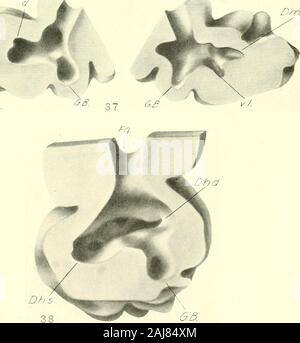 Il giornale americano di anatomia . Drn 4. ^-3. 269 piastra 2 EXPLAXATIOX delle figure 39 vista ventrale di una ricostruzione dei condotti epatico e gallo-bhidderof un embrione Amblystoma 14 mm. a lungo. X 100. 40 vista dorsale della stessa ricostruzione. X 100. 41 vista ventrale di una ricostruzione dei condotti epatica e della cistifellea di un embrione 13,5 mm. a lungo. X 100. 42 vista dorsale di una ricostruzione del hcijatic condotti e gallo-bladderof un embrione 15 mm. a lungo. X 100. 43 destra vista ventrale di una ricostruzione del liopatic condotti e gallo-bladderof un embrione 20 mm. a lungo. X 100. D., duodeno M.R.l.d., me Foto Stock