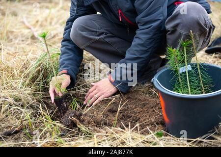 Uomo di piantare alberi giovani per la sicurezza del pianeta Foto Stock