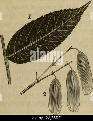 La sylva americana; o una descrizione degli alberi della foresta indigena degli Stati Uniti, praticamente e botanicamente considerato . per la felloes di ruote, è generalmente selectedlor i pavimenti delle case, spesso per il rivestimento esterno,e talvolta per le assicelle di copertura del tetto; ma per il lastpurpose l'albero dei tulipani è preferito. Si è detto che un blu colorcan essere estratto dalla corteccia di questo albero. Cenere nera, Fraxinus sambucifoUa. Nella vasta countrycomprising del nord del sec-zione del Regno Statesand le province di NewBrunswick e Nova Scotiathe frassino bianco e il Foto Stock