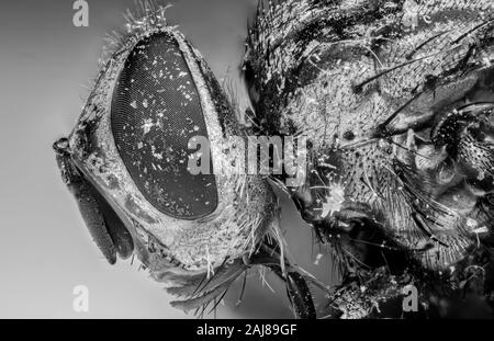 La fotografia macro di Dead Housefly isolati su sfondo bianco e nero Foto Stock