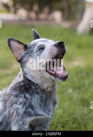 Miniature pinscher o Blue Heeler cucciolo sbadigli. Foto Stock