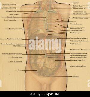 Atlas e libro di testo di carte topografiche e applicata anatomia . Colon sigmoideum è Scalenus anlicus m.. Foto Stock