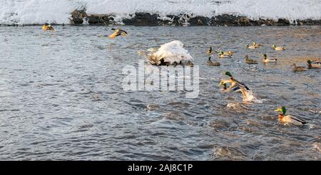 Siberiano selvatico anatre, germani reali, nuotare e volare nella città stagno, sul fiume in inverno Foto Stock