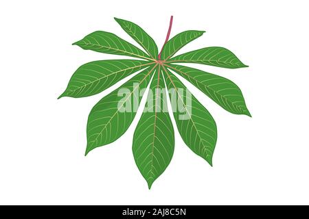 Foglie di manioca isolati su sfondo bianco. Verde foglia di manioca icona in stile appartamento. La forma della pianta tropicale foglie. Tapioca. Esotiche piante.vettore di stock Foto Stock