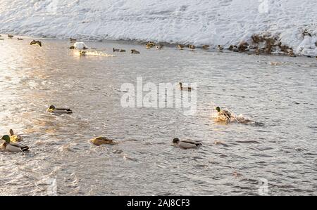 Siberiano selvatico anatre, germani reali, nuotare e volare nella città stagno, sul fiume in inverno Foto Stock