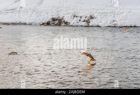 Siberiano selvatico anatre, germani reali, nuotare e volare nella città stagno, sul fiume in inverno Foto Stock