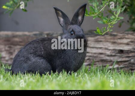 Nero coniglio pet di mangiare all'aperto nel giardino sul prato verde di fronte alla macchina fotografica. Foto Stock