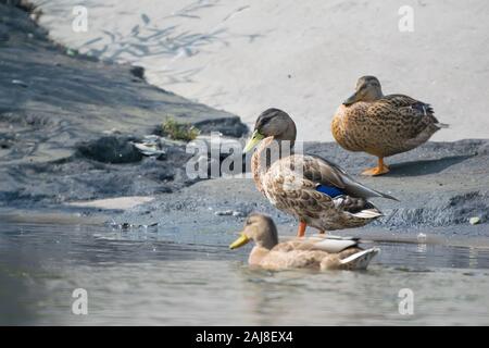 Closeup, wild Siberian anatre, germani reali, in piedi sulla riva del serbatoio città, nuoto e crogiolarsi al sole Foto Stock