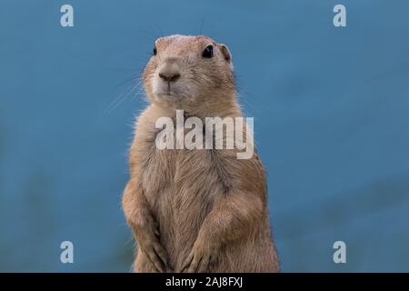 Prairie Dog (Cynomys) contro disattivato sfondo blu ritratto Foto Stock