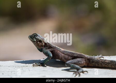 Southern Rock AGAMA SA (AGAMA SA atra) lizard seduto su una superficie piana in vista laterale. Foto Stock