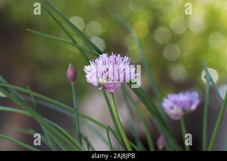 Erba cipollina (Allium schoenoprasum) impianto in fiore vicino. Foto Stock