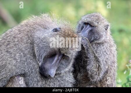 Un close-up foto di due Olive babbuini seduti vicini che mostra il comportamento di grooming con uno sfondo naturale in una riserva di caccia in Kenya. Foto Stock