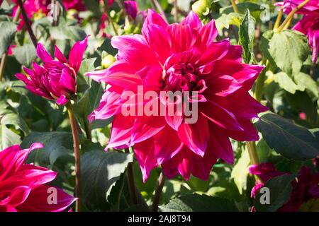 Gigante rosso porpora fiorisce su Dahlia Babilonia Paars fioritura in settembre nel Regno Unito Foto Stock