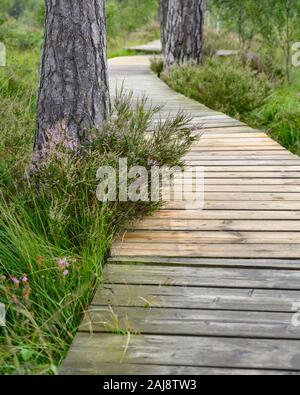 Thursley Riserva Naturale Nazionale, SSSI, Surrey Foto Stock